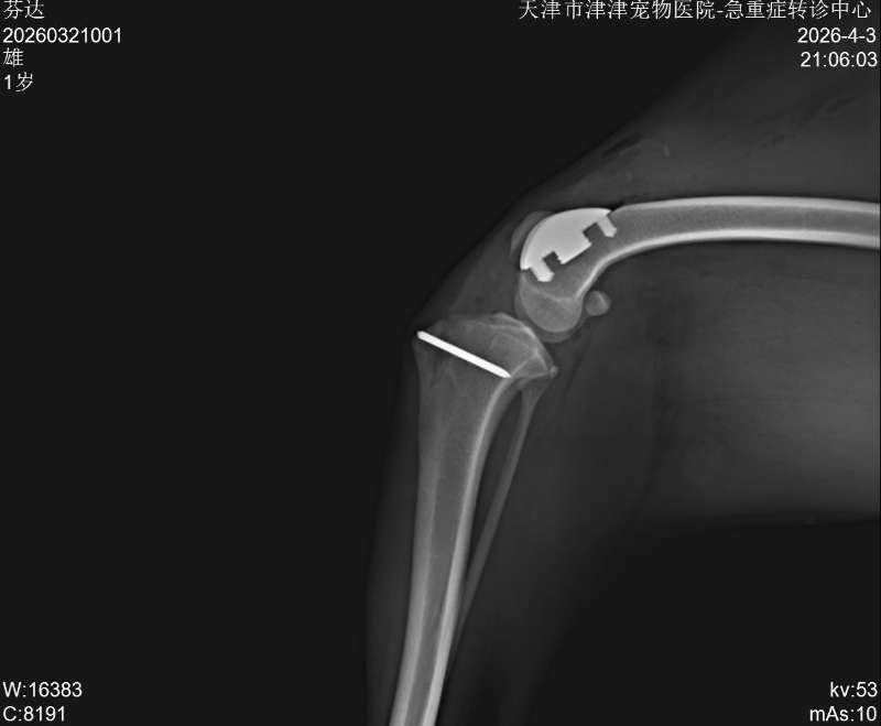 PGR后续影像 · 4月3日